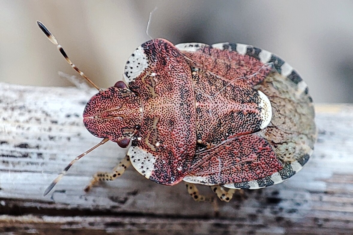 Dyroderes umbraculatus