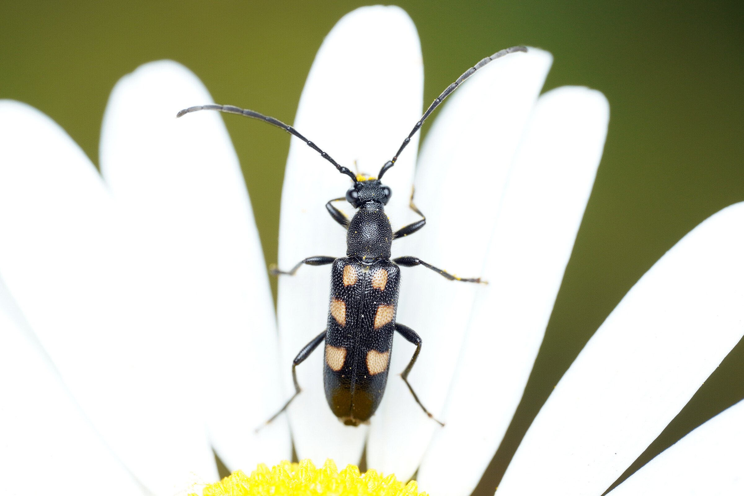 Anoplodera sexguttata - foltos virágcincér