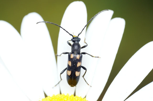Anoplodera sexguttata - foltos virágcincér