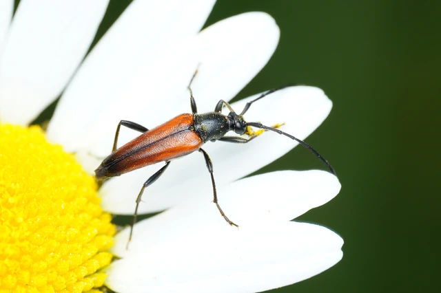 Stenurella melanura - feketevégű karcsúcincér