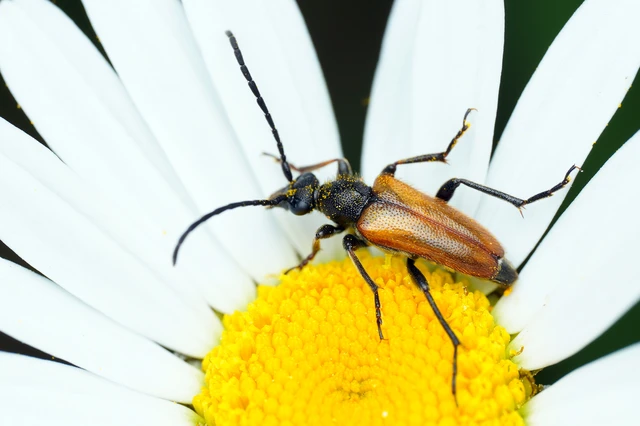Pseudovadonia livida - barnás virágcincér