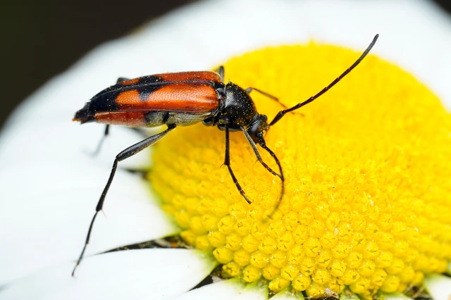 Stenurella bifasciata - kétöves karcsúcincér