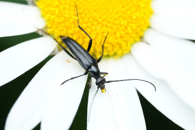 Stenurella nigra - fekete karcsúcincér