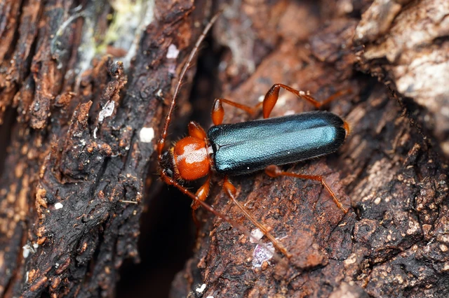 Phymatodes testaceus - változékony korongcincér Phymatodes testaceus - változékony korongcincér