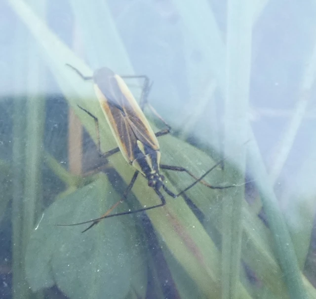 Leptopterna