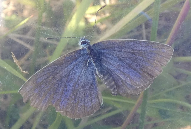 Cyaniris semiargus - aprószemes boglárka