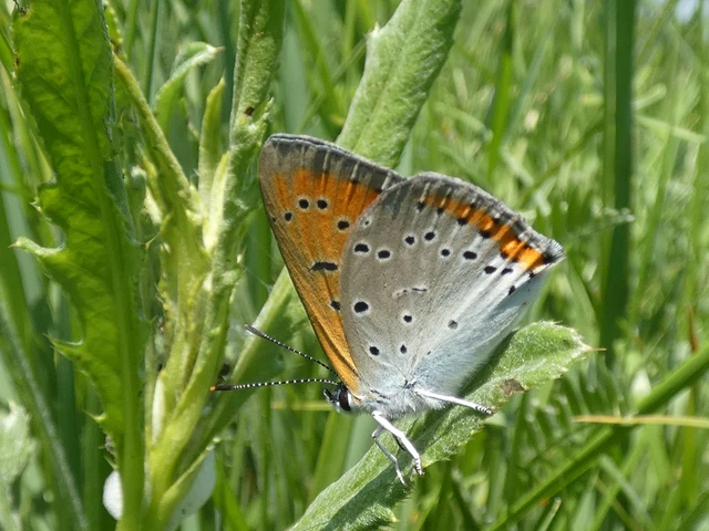 Lycaena dispar rutilus - nagy tűzlepke