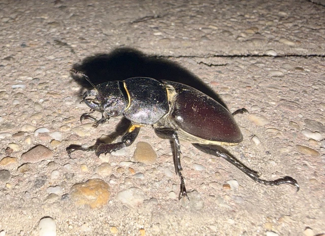 Lucanus cervus - nagy szarvasbogár