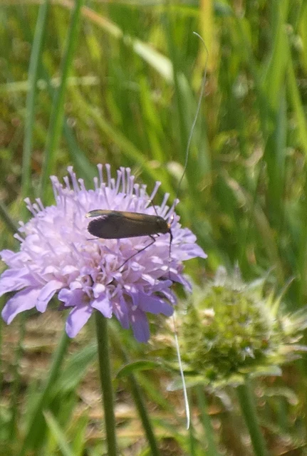 Nemophora metallica - fémszínű tőrösmoly Nemophora metallica - fémszínű tőrösmoly