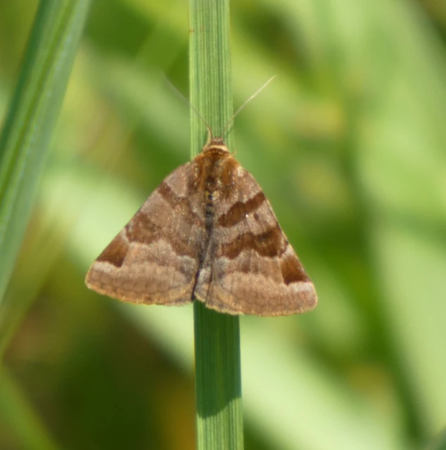 Euclidia glyphica - közönséges nappalibagoly