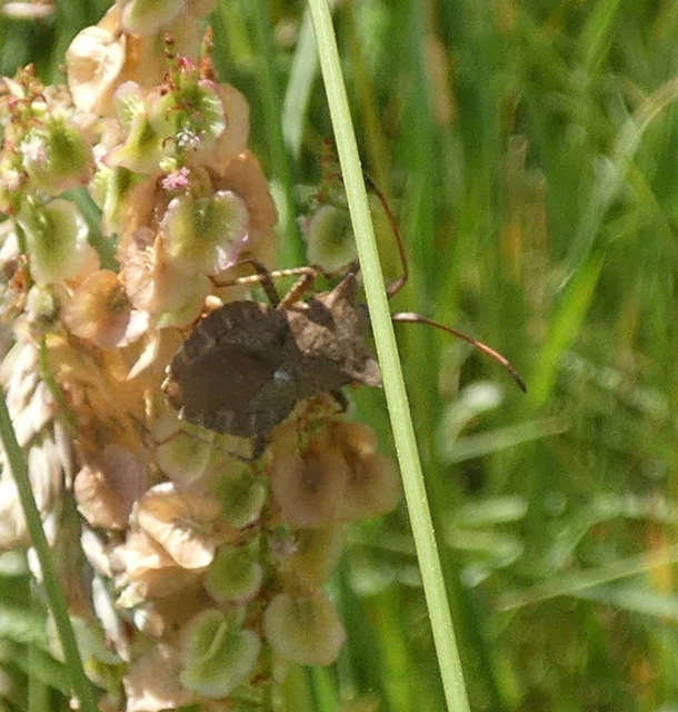 Coreus marginatus - közönséges karimáspoloska