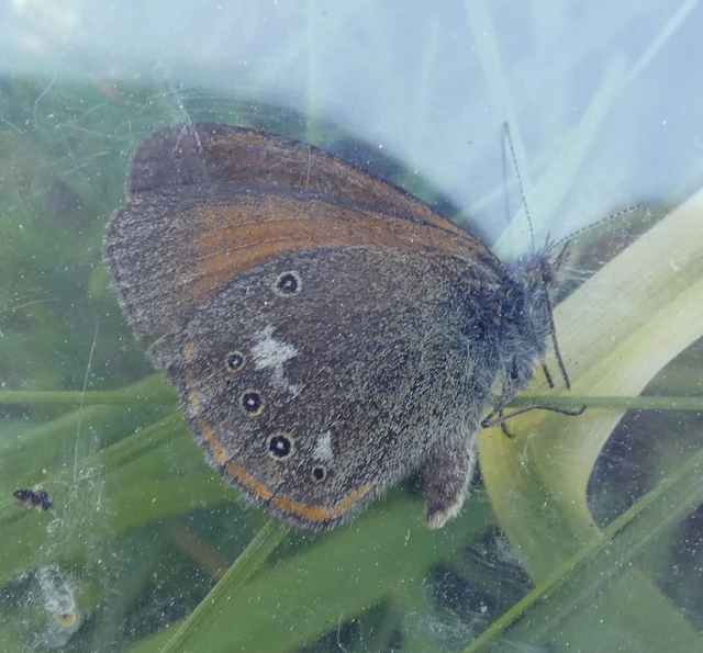 Coenonympha glycerion - közönséges szénalepke