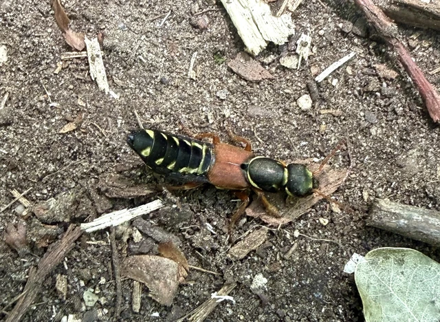 Staphylinus caesareus - aranysujtásos holyva
