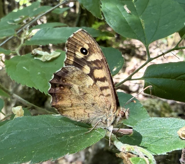 Pararge aegeria tircis - erdei szemeslepke