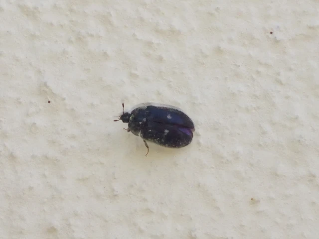 Attagenus pellio - közönséges szűcsbogár