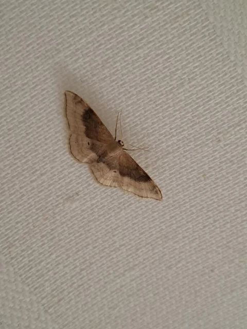 Idaea degeneraria - barnasávos araszoló