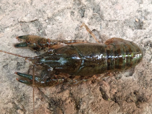 Orconectes limosus - cifrarák