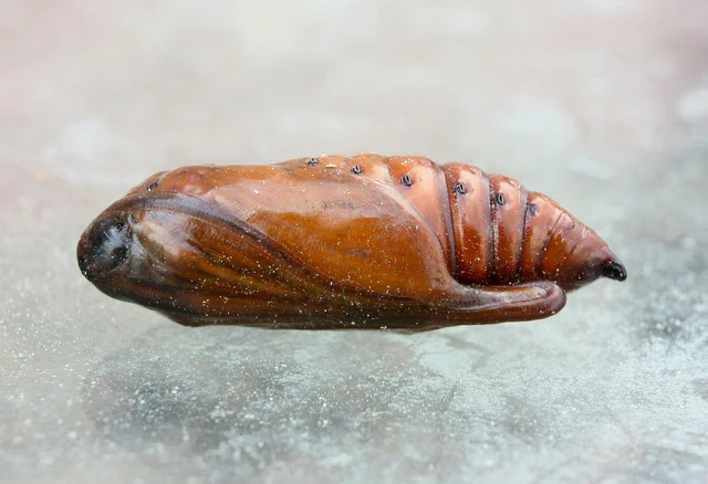 Shargacucullia lychnitis - szalmasárga csuklyásbagoly