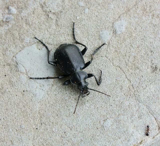 Calosoma inquisitor - kis bábrabló
