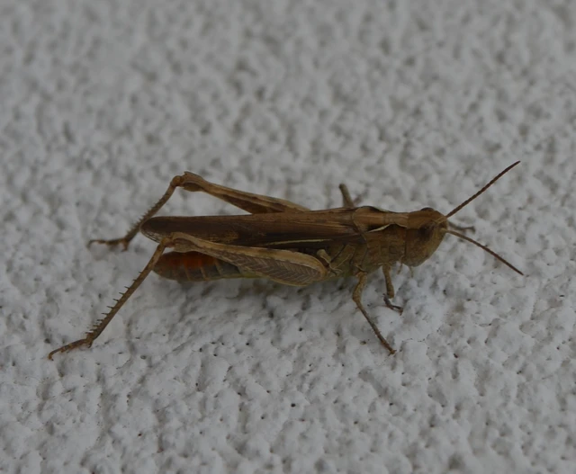 Chorthippus (Glyptobothrus) (subgenus) Chorthippus (Glyptobothrus) (subgenus)