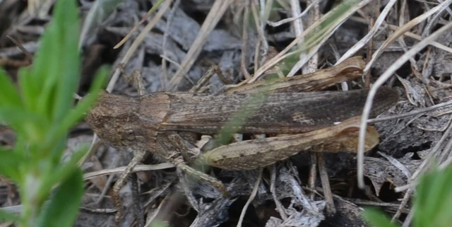 Chorthippus