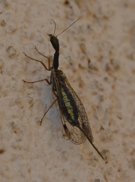 Raphidioptera - Tevenyakú-fátyolkák