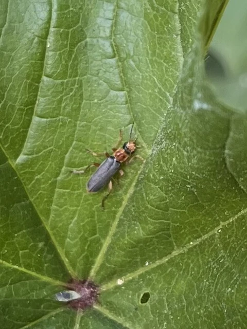 Cantharis lateralis - szegélyes lágybogár
