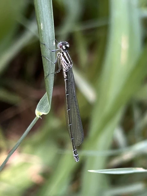 Coenagrion puella - azúrkék légivadász