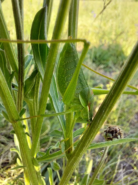 Isophya costata - magyar tarsza