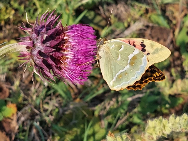 Argynnis pandora - zöldes gyöngyházlepke