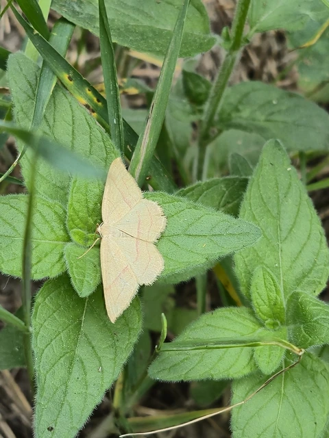 Rhodostrophia vibicaria - pirosszélű araszoló