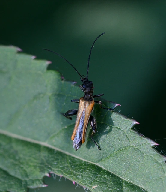 Oedemera femorata - sárgahátú álcincér