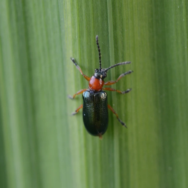 Oulema melanopus/duftschmidi