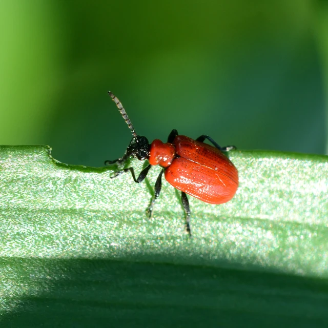 Lilioceris lilii - közönséges liliombogár Lilioceris lilii - közönséges liliombogár