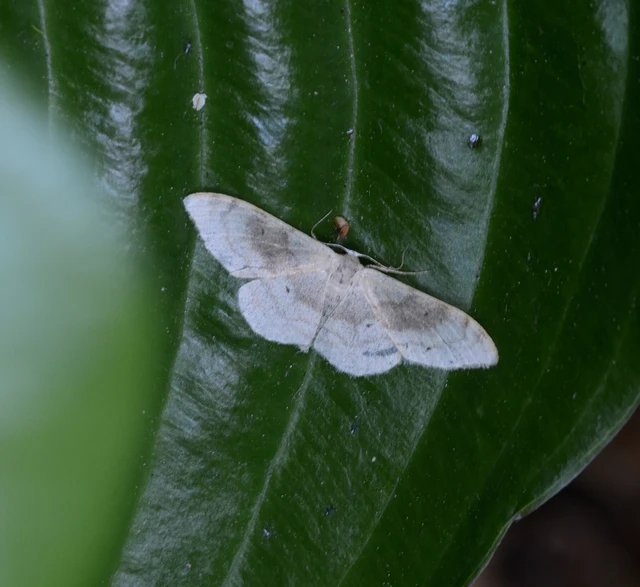 Idaea degeneraria - barnasávos araszoló
