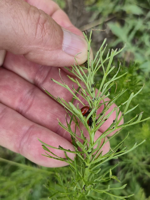 Entomoscelis dorsalis - hérics-honvédbogár