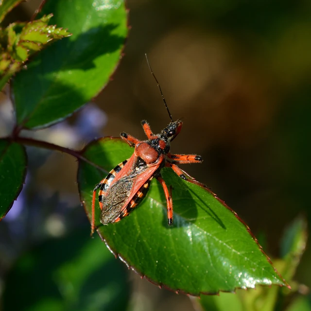 Rhynocoris iracundus - közönséges gyilkospoloska