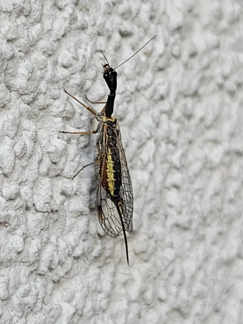 Raphidioptera - Tevenyakú-fátyolkák