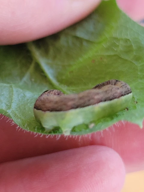 Polymixis polymita - kankalin-tarkabagoly