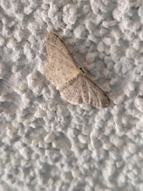 Idaea seriata - szürke apróaraszoló