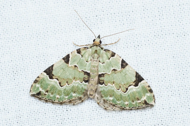 Colostygia pectinataria - zöld levélaraszoló