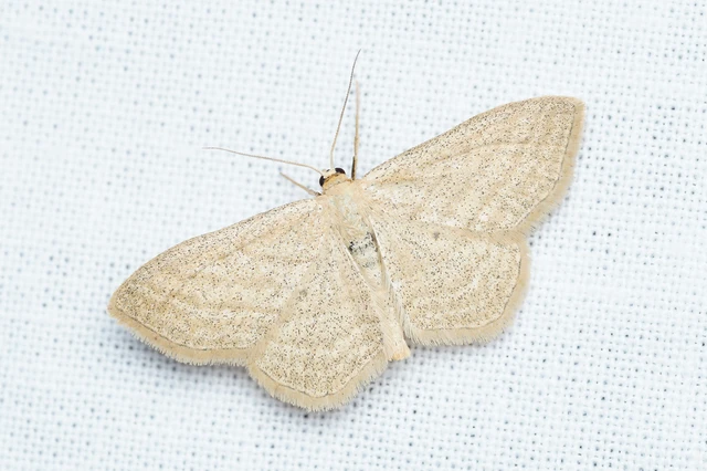 Scopula virgulata - vesszős sávosaraszoló
