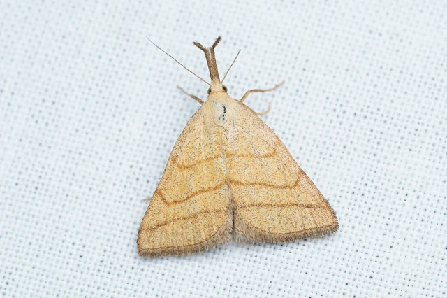 Polypogon tentacularia - sötétaljú karcsúbagoly