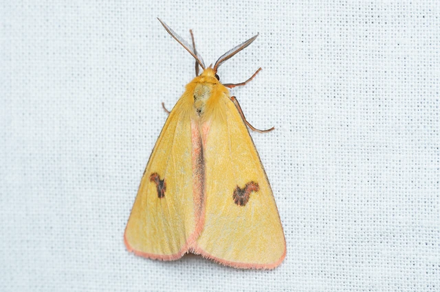 Diacrisia sannio - vörösszélű medvelepke