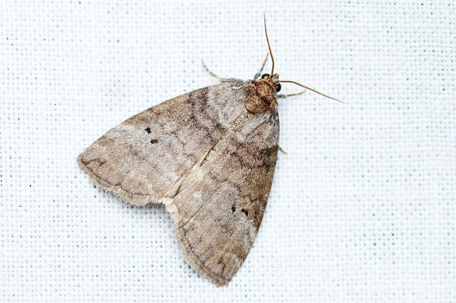 Ochropacha duplaris - égerlevél-pihésszövő
