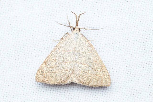 Polypogon tentacularia - sötétaljú karcsúbagoly