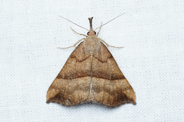 Hypena proboscidalis - ormányos karcsúbagoly