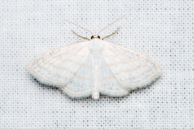 Scopula subpunctaria - törtvonalas sávosaraszoló