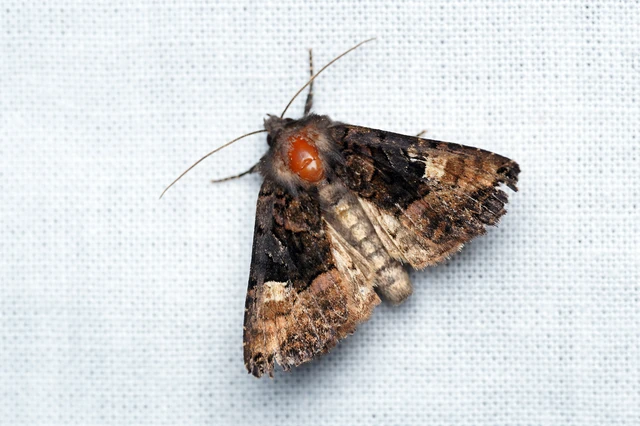 Euplexia lucipara - szeder-csipkésbagoly