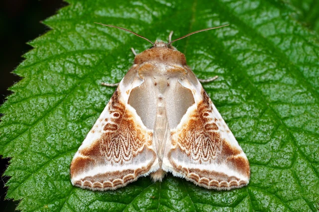 Habrosyne pyritoides - fehérsávos pihésszövő